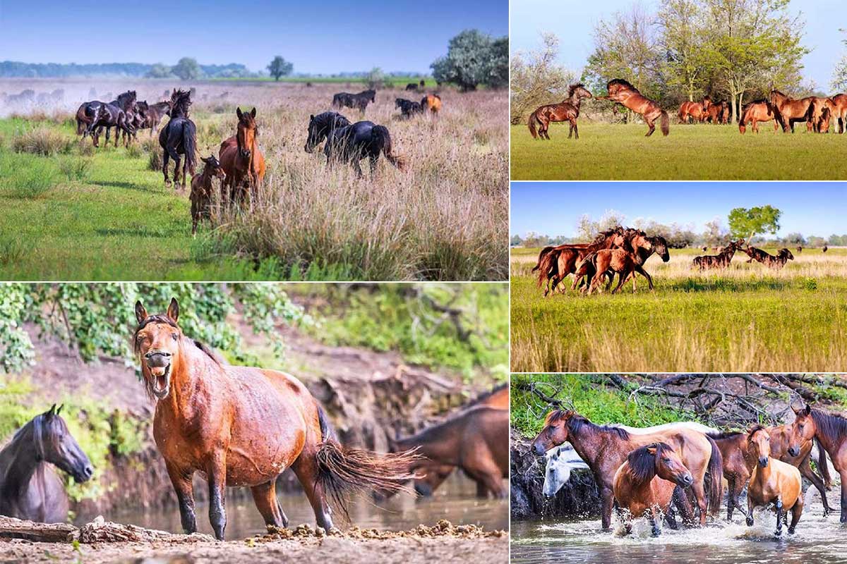 Wild horses from the Danube Delta